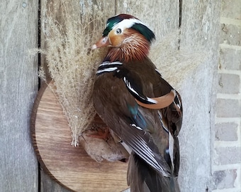 May include: A taxidermied Mandarin duck mounted on a wooden plaque. The duck features vibrant plumage with a green and white crested head, orange cheeks, and brown body feathers. The duck is positioned with its back to the viewer, showcasing its detailed feathers.