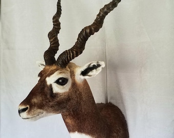 May include: Taxidermied antelope head with dark brown, spiraling horns. The antelope's head is brown with white markings and a white chest. The eyes are dark, and the ears are detailed. The head is mounted on a white background.