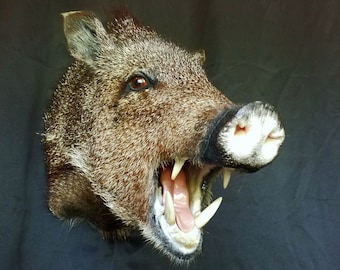 Ferocious Open-Mouthed Javelina / Collared Peccary Mount