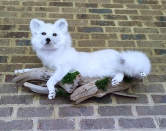 May include: A white fox sculpture with a fluffy tail and ears, resting on a piece of driftwood with green moss. The fox has black eyes and is set against a brick wall.