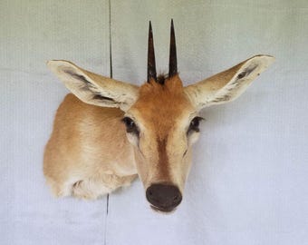 Duiker - Unusual Side-Sneak Pose