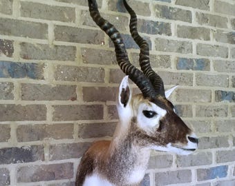 May include: A taxidermied antelope head mounted on a brick wall. The antelope has dark brown and white fur, with long, spiraling black horns. The brick wall is a mix of gray, blue, and brown bricks.