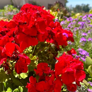 May include: A close-up of a vibrant red geranium flower in full bloom. The flower is surrounded by green leaves and other flowers in the background.