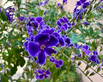 Live Duranta Eracta | ESAPPHIRE SHOWERS | Sky Flowers | Pigeon