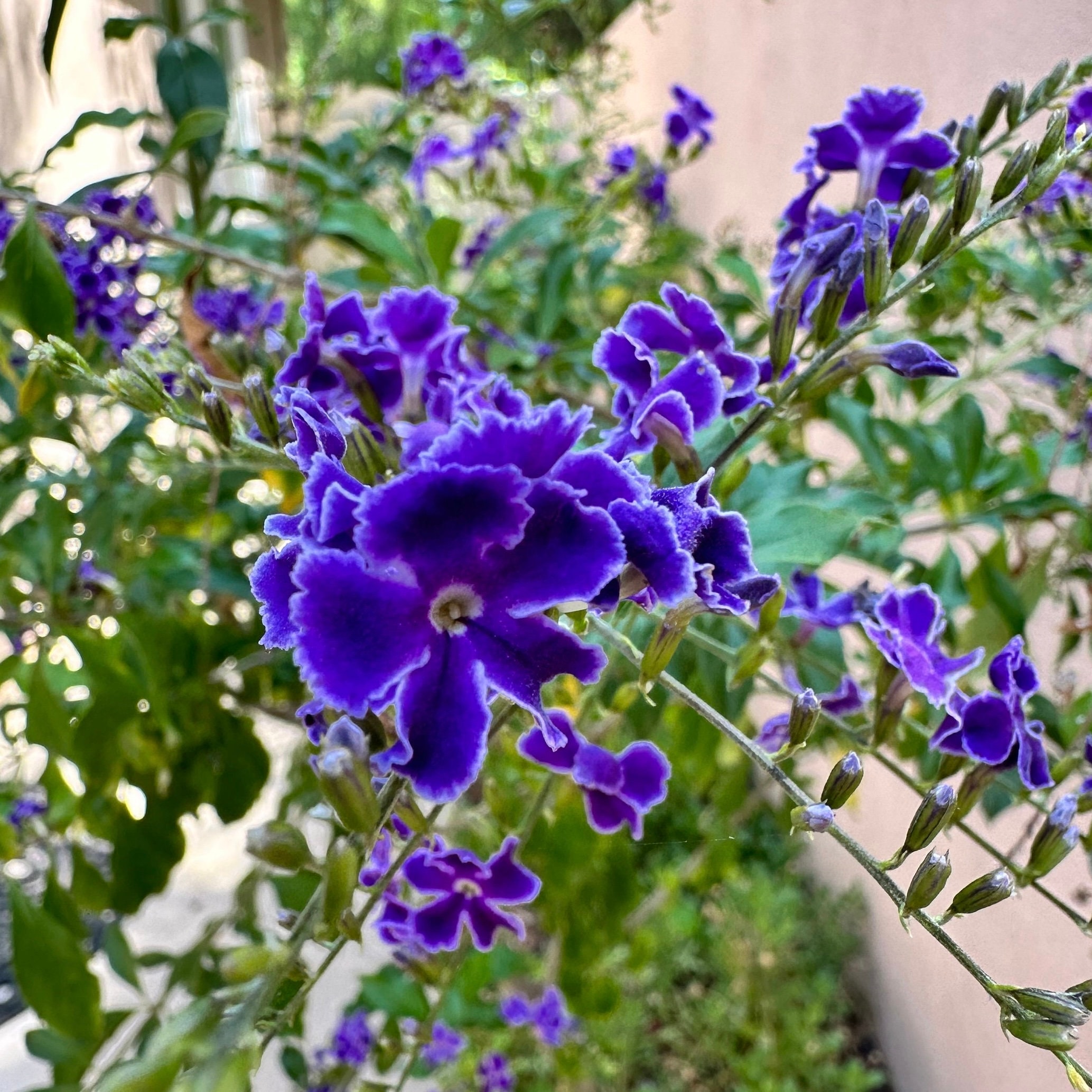 Live Duranta Eracta | ESAPPHIRE SHOWERS | Sky Flowers | Pigeon
