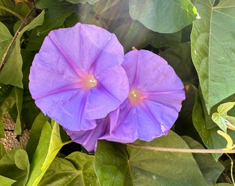 Morning Glory Grandpa Ott Vine with Bold Purple Colored Flowers (Live Starter Plants)