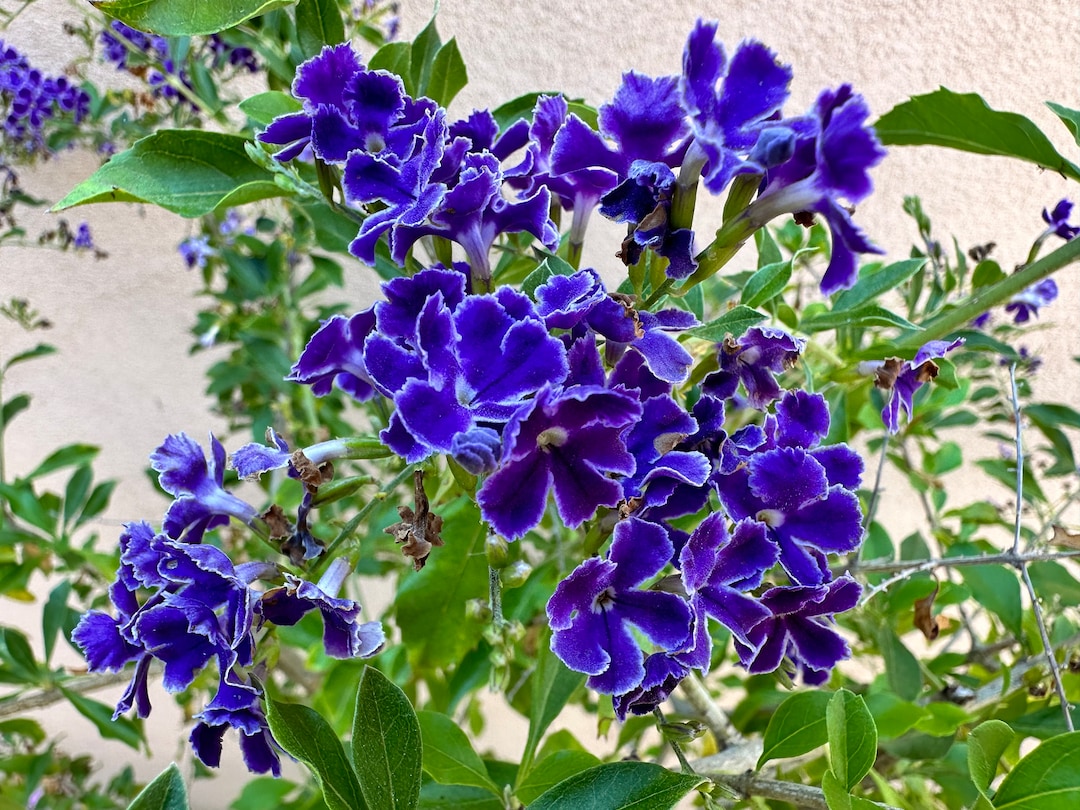 Live Duranta Eracta | ESAPPHIRE SHOWERS | Sky Flowers | Pigeon