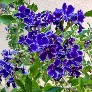 May include: Close-up of a cluster of vibrant blue flowers with ruffled edges and white trim. The flowers are in full bloom, surrounded by green leaves, creating a striking contrast. The image showcases the natural beauty of the plant.