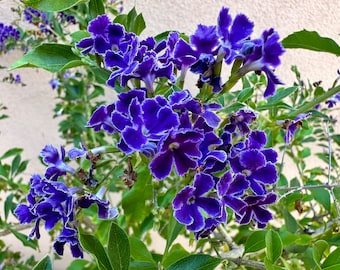 Live Duranta Eracta | ESAPPHIRE SHOWERS | Sky Flowers | Pigeon