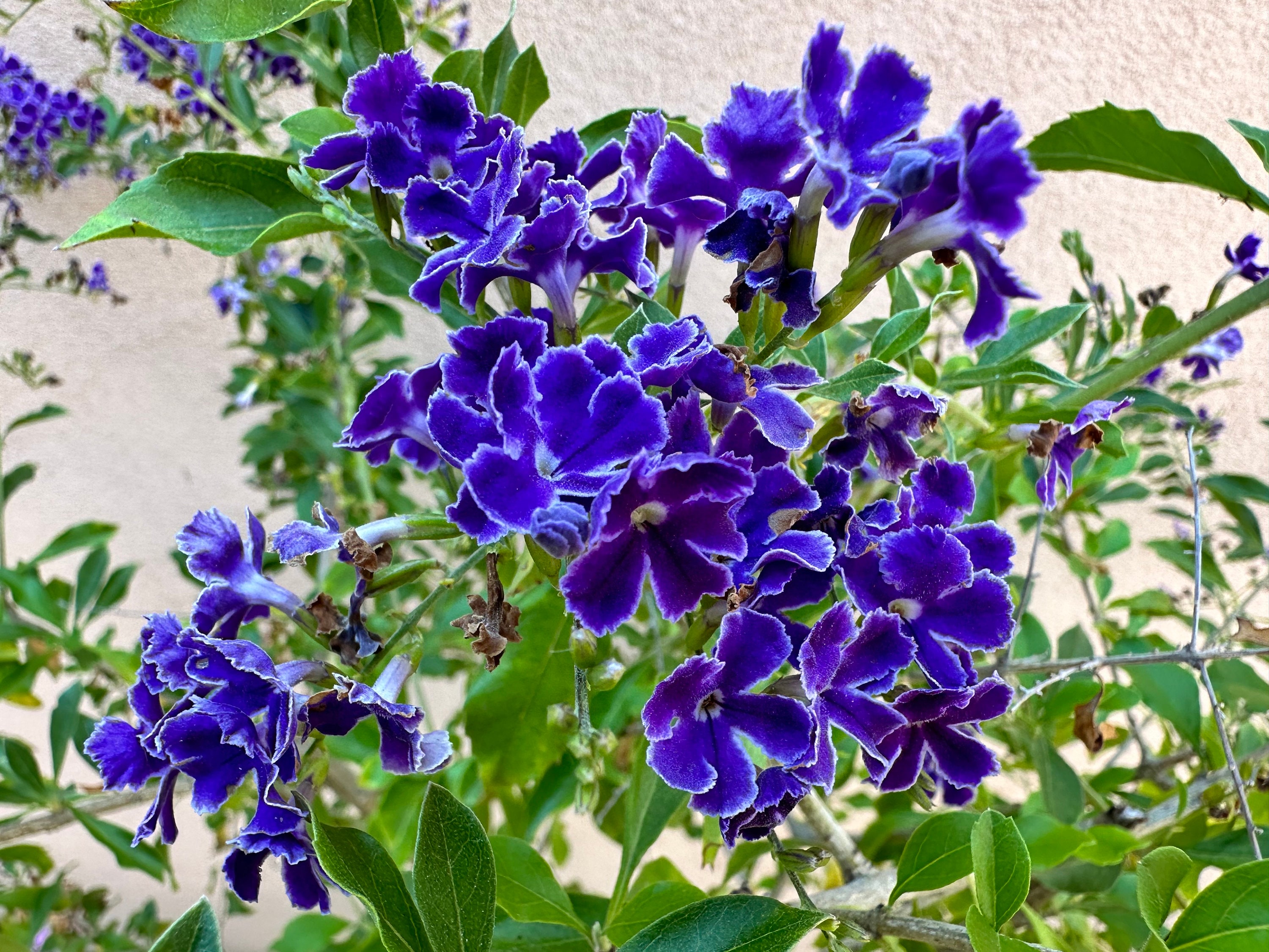 Live Duranta Eracta | ESAPPHIRE SHOWERS | Sky Flowers | Pigeon