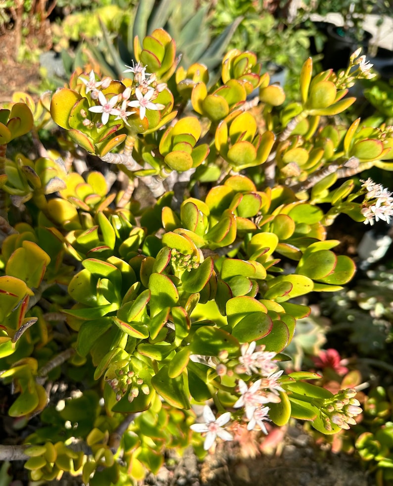 GreenTreasuresCrafts Jade Tree Plant - Thumbnail 3