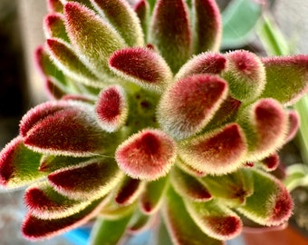 Echeveria Pulvinata, chenille Plant, Cute Fuzzy Succulents, Easily Grow  Into Mature Shaped Succulents - Etsy