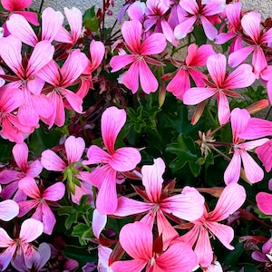 May include: A close-up of pink geranium flowers in bloom. The flowers have delicate petals and a vibrant pink hue.