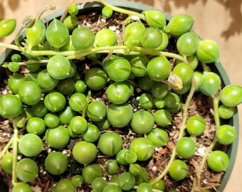 Live Succulent - 10" String of Pearls