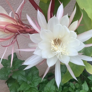Queen of the Night | Epiphyllum Oxypetalum | Night Blooming Cereus | Fragrant Orchid Cactus, Succulent Cuttings or Rooted Plant