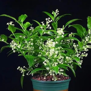 May include: A night-blooming jasmine plant in a green pot, set against a dark backdrop. The plant features glossy green leaves and numerous clusters of small, white flowers. The pot contains small, brown pebbles, adding to the natural aesthetic.