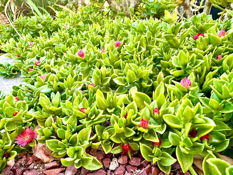 Fleur Aptenia Cordifolia : Planter & Cultiver