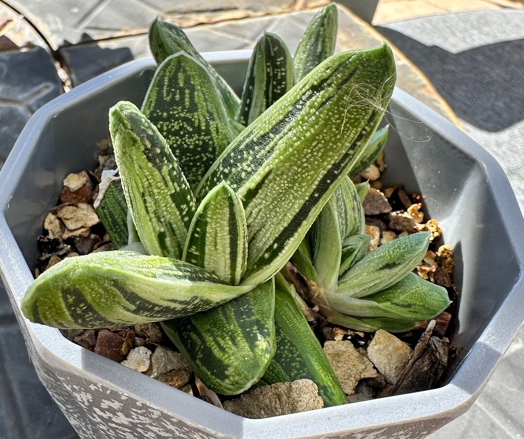 Live Succulent - Gasteria Pillsnsli, Fully Rooted, Already Grown to ...