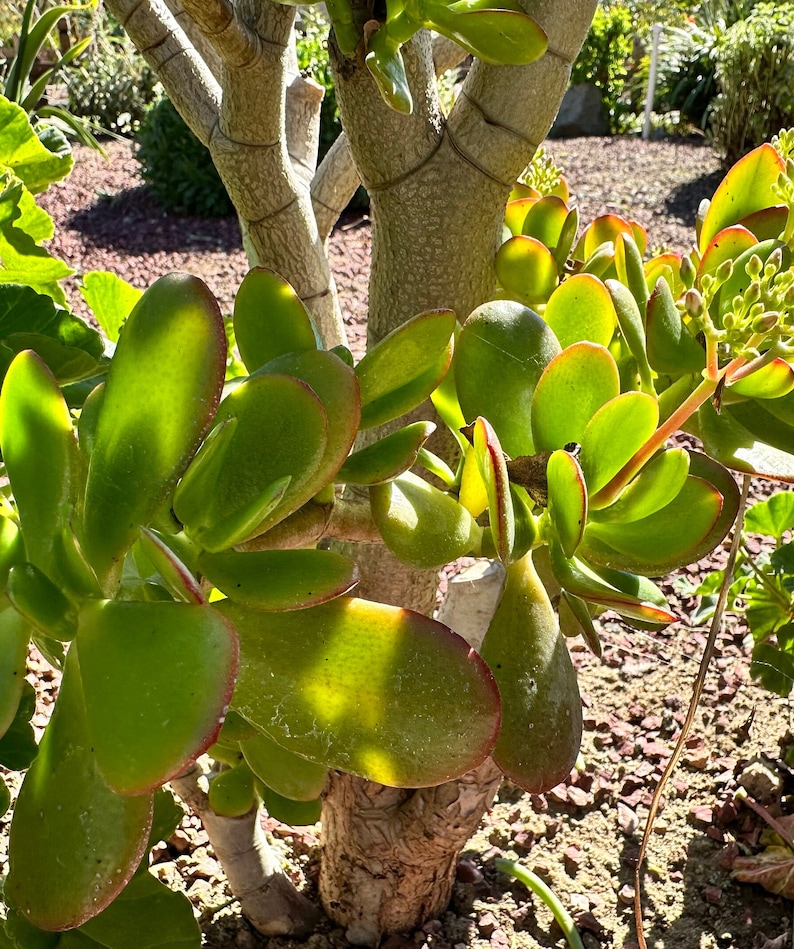 GreenTreasuresCrafts Jade Tree Plant