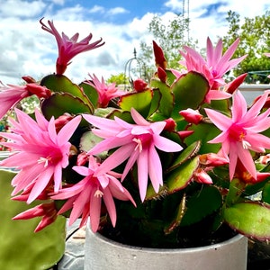 May include: A potted pink cactus plant with multiple blooms in a gray pot. The cactus is in a green pot with a light green background.