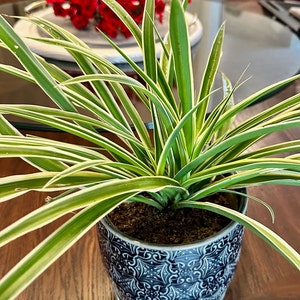 May include: A potted spider plant with green and white striped leaves in a blue and white ceramic pot with a decorative pattern.