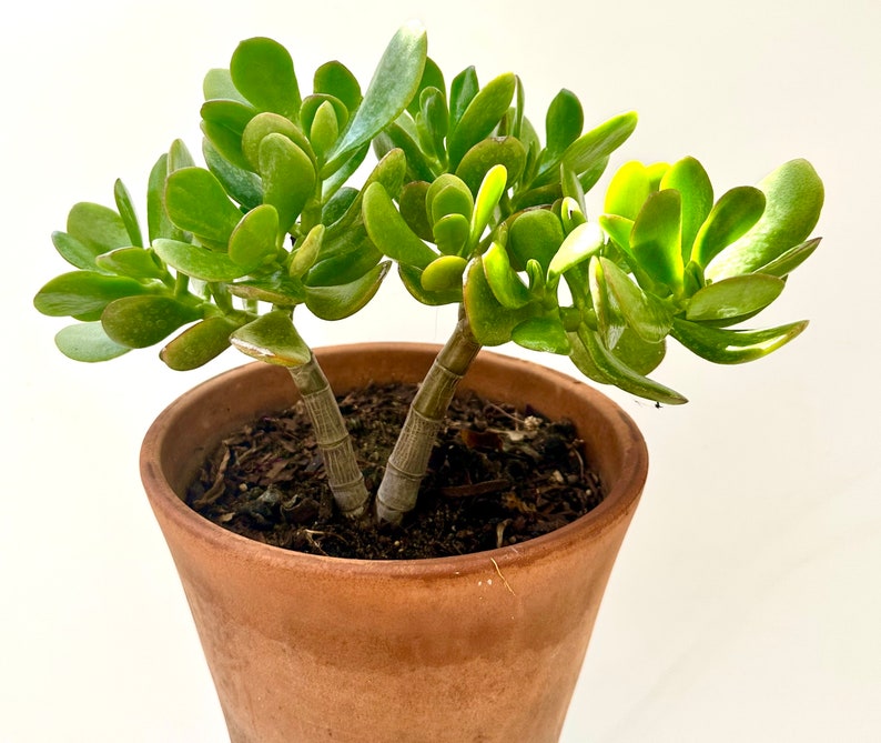 GreenTreasuresCrafts Jade Tree Plant - Thumbnail 2
