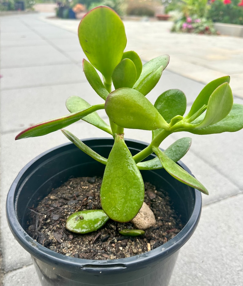 GreenTreasuresCrafts Jade Tree Plant - Thumbnail 5