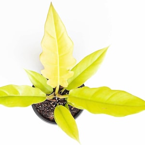 Philodendron Ring of Fire (Gold) | Henderson’s Pride, Rare Variegated Houseplant with Stunning Foliage. One Starter Plant in a 2” Pot
