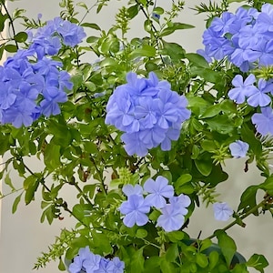 May include: A close-up of a flowering plant with clusters of pale blue flowers. The flowers have five petals and are surrounded by lush green leaves. The plant is in full bloom, showcasing its natural beauty.