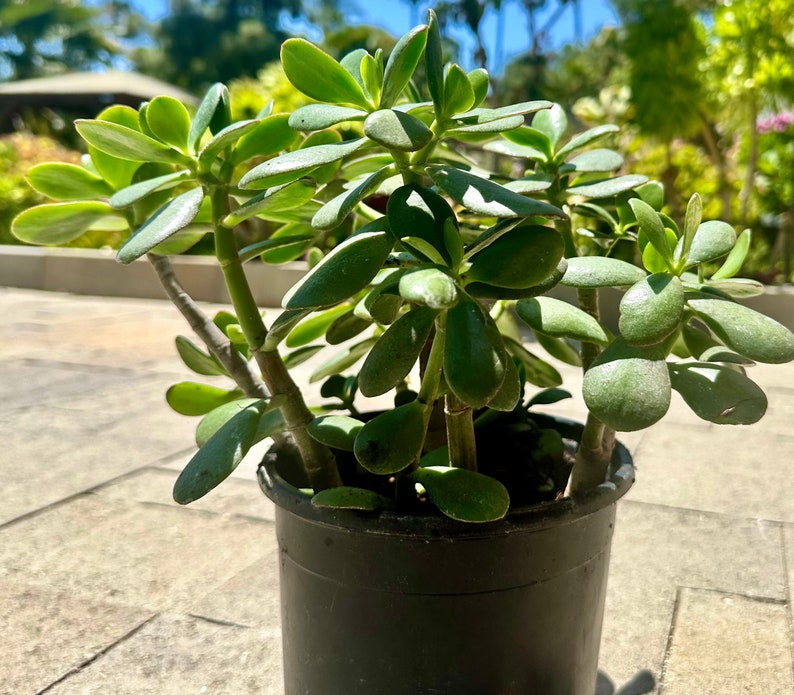 GreenTreasuresCrafts Jade Tree Plant - Thumbnail 4