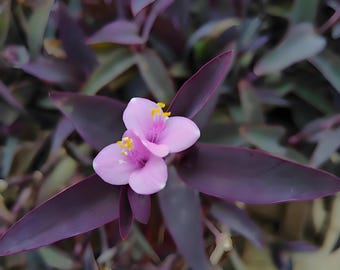 zimmerpflanze eichenblatt Drynaria quercifolia (Eichenblatt-Korbfarn) ab 24,99€