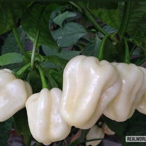50 seeds of CHILI PEPPER HABANERO WHITE bullet + free seeds rare chili - high quality selected seeds - top ornamental plant