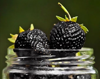 10 BLACK STRAWBERRY Seeds - black strawberry - selected high quality seeds - top tropical plant