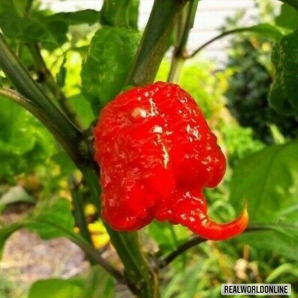 50 seltene Samen von Chili Carolina Reaper + kostenlose Samen seltene Chili - hochwertige ausgewählte Samen - Top Zierpflanze