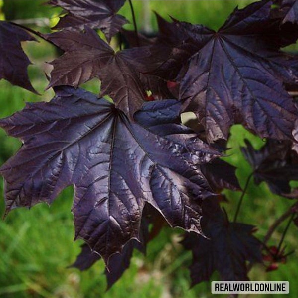 10 seeds NORWAY MAPLE - goldsworth purple + seeds rare - high quality selected seeds