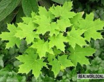 10 seeds maple CURLY seeds selected acer seeds rare - high quality selected seeds