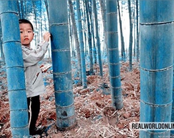 10 Bamboo Seeds BLUE Bamboo Phyllostachys Heterocycla,Bambusa - rare seeds - high quality selected seeds