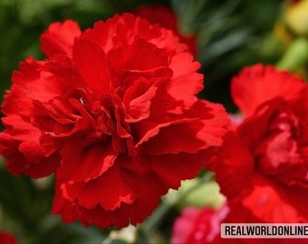 50 seeds of RED CARNATION - high quality selected seeds - tropical plant top