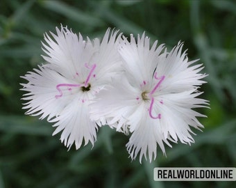50 seeds of DIANTHUS JAPONICUS - CLOVE flower - flowers - clove flower - high quality selected seeds - tropical plant top