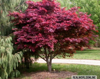 10 seeds acer PALMATUM -maple webbed seeds rare - high quality selected seeds