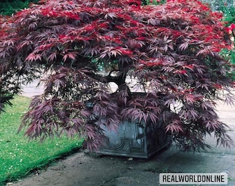 10 maple seeds DISSECTUM seeds selected rare - high quality seeds selected