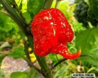 50 rare seeds of Chili Carolina reaper + free seeds rare chili - high quality selected seeds - top ornamental plant