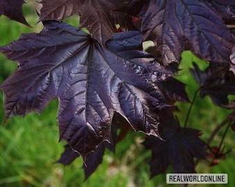 10 seeds NORWAY MAPLE - goldsworth purple + seeds rare - high quality selected seeds