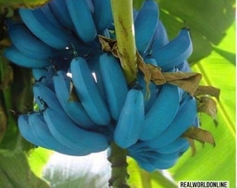 10 BLUE BANANA SEEDS+ musa itinerans burmese blue-seeds bananas - high quality selected seeds - top tropical plant