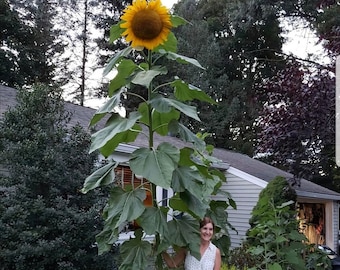 10 rare seeds GIANT SUNFLOWER, titan SUNFLOWER - up to 4 meters - flowers - carnation flower high quality selected seeds - top tropical plant