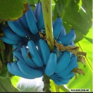 10 BLAUE BANANENSAMEN Musa itinerans burmesische Blausamen-Bananen hochwertige, ausgewählte Samen tropische Top-Pflanze Bild 1