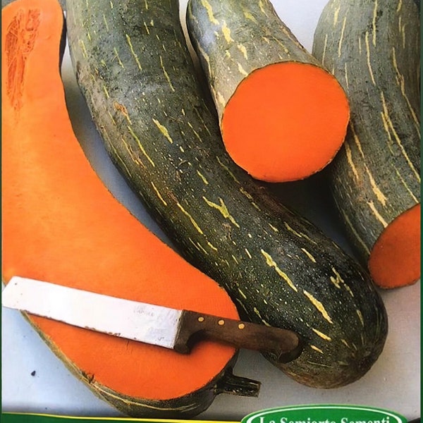 25 Semi di ZUCCA di NAPOLI LUNGA Alta Germinabilità + gratis seeds rare - alta qualità semi selezionati - pianta ornamentale top