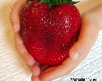 10 seeds of GIANT STRAWBERRY - giant STRAWBERRY - high quality seeds selected - tropical plant top