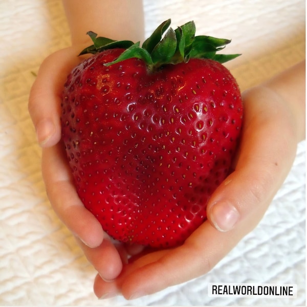 10 semillas de GIANT STRAWBERRY - GIANT STRAWBERRY - semillas de alta calidad seleccionadas - tropical plant top