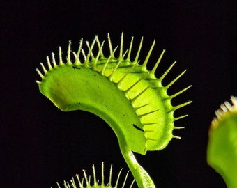 10 Rare Seeds DIONEA ALL GREEN Carnivorous Plant Tree - Rare Seeds - High Quality Selected Seeds